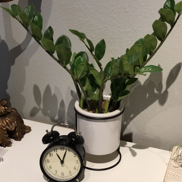 Faux Plant Artificial ZZ Plant Faux Greens NEW Perfect Size FINAL SALE - Picture 8 of 8